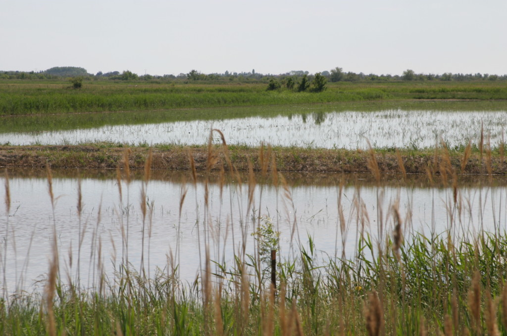 Provence Frankreich Camargue A-Rosa Flusskrezufahrt