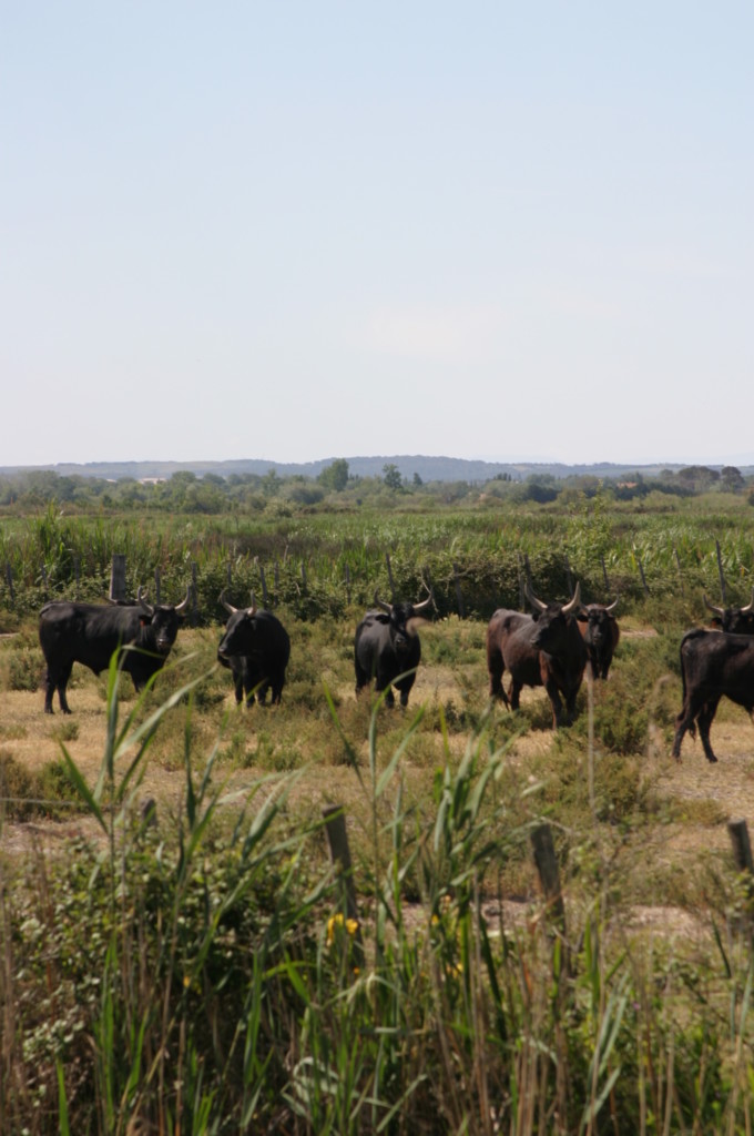 Provence Frankreich Camargue A-Rosa Flusskrezufahrt Stiere