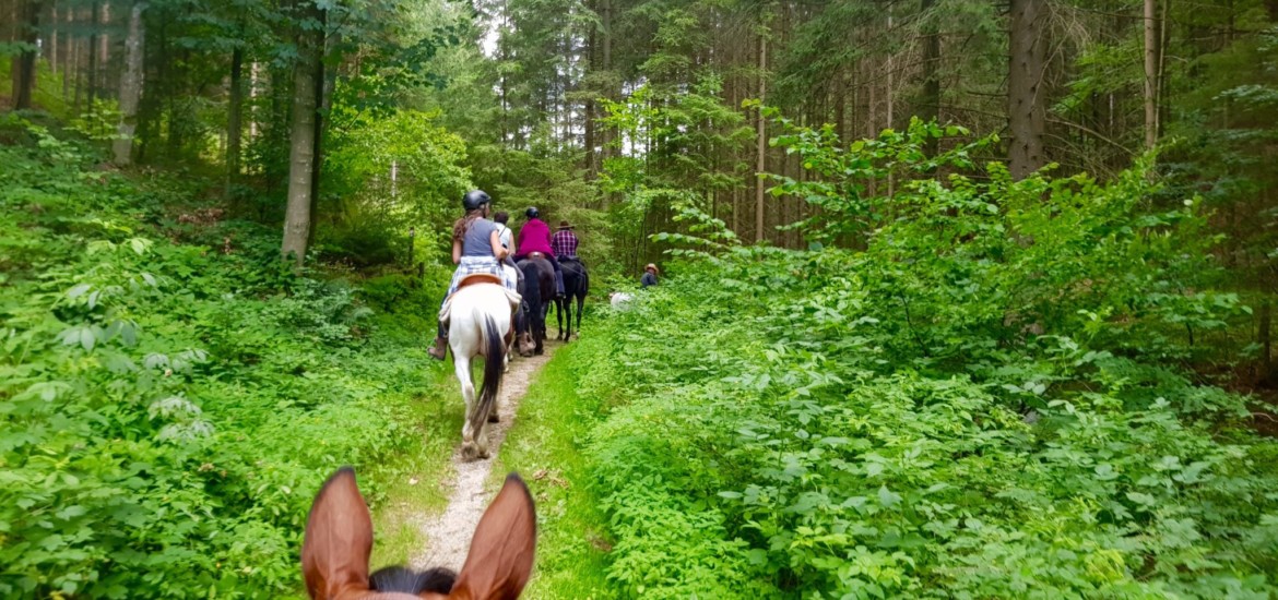 reiten, Pferde Österreich pilgern Mühlviertel Alm Berge