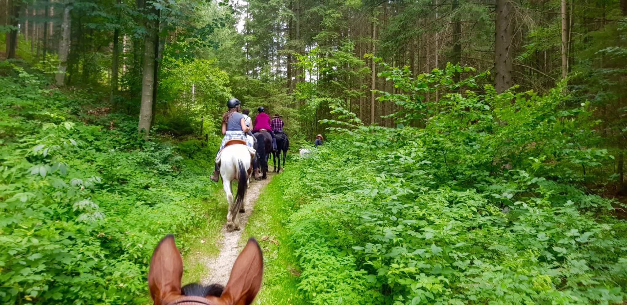 reiten, Pferde Österreich pilgern Mühlviertel Alm Berge