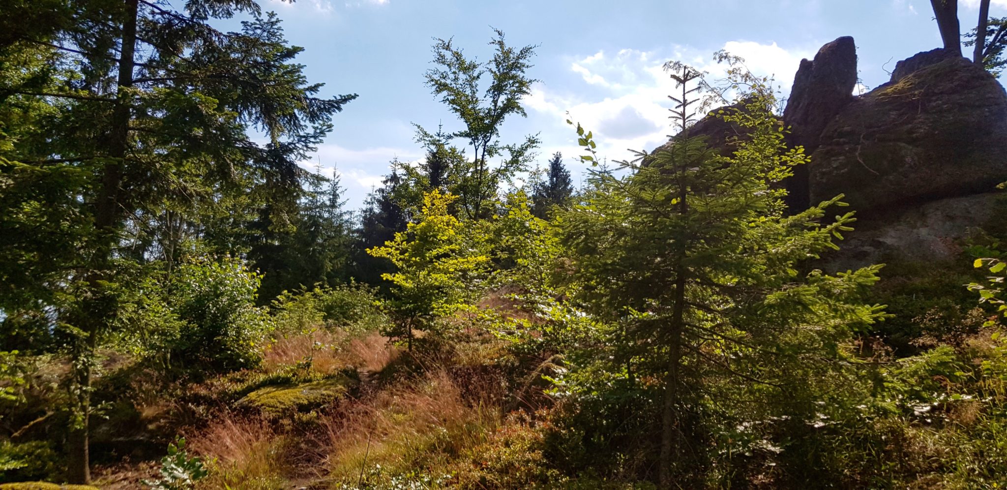 reiten, Pferde Österreich pilgern Mühlviertel Alm Berge