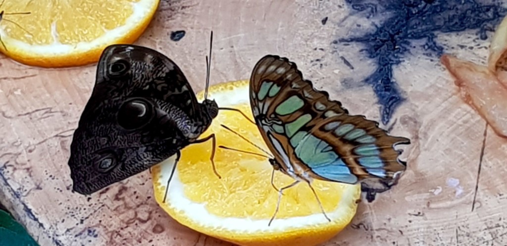 Luxemburg Familienurlaub Schmetterlingsgarten