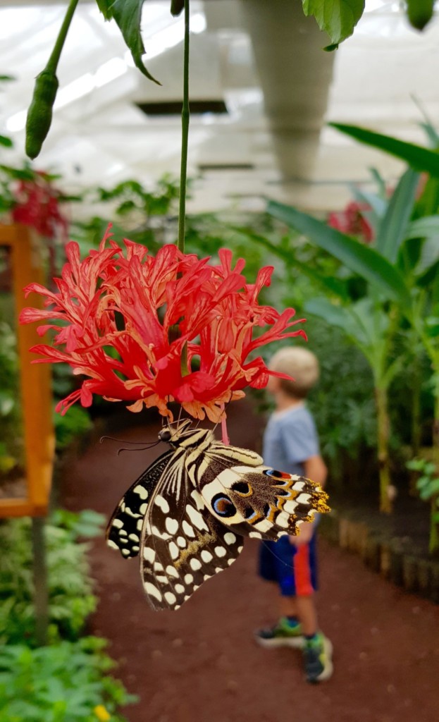 Luxemburg Familienurlaub Schmetterlingsgarten