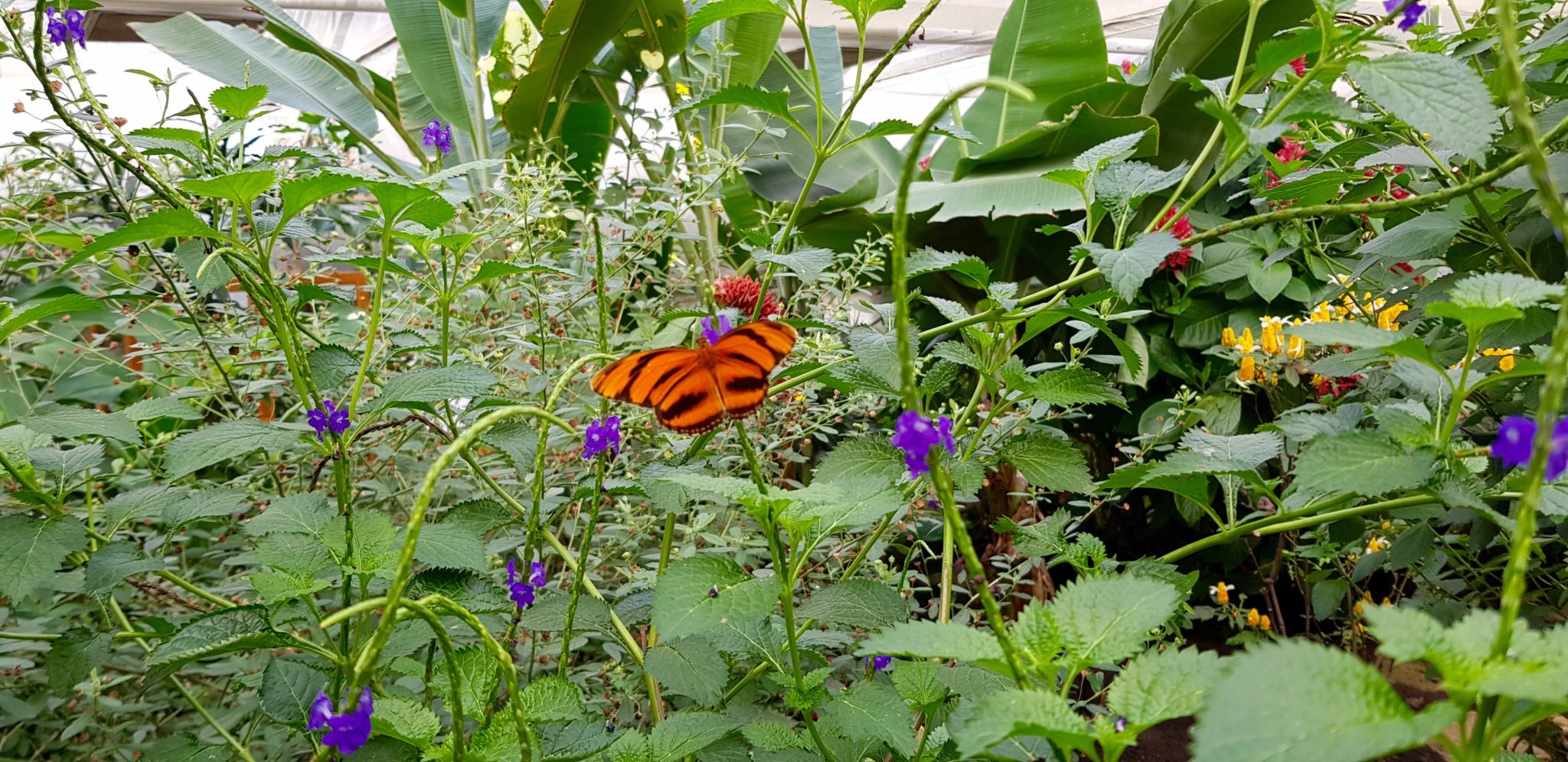 Luxemburg Familienurlaub Schmetterlingsgarten