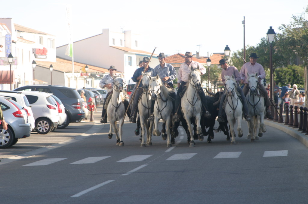 Frankreich Provence Camargue Stiere Manadiers Flusskreuzfahrt A-Rosa