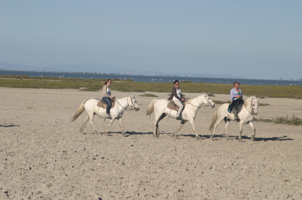 Frankreich Provence Camargue Ausreiten Camarguepferde Flusskreuzfahrt A-Rosa