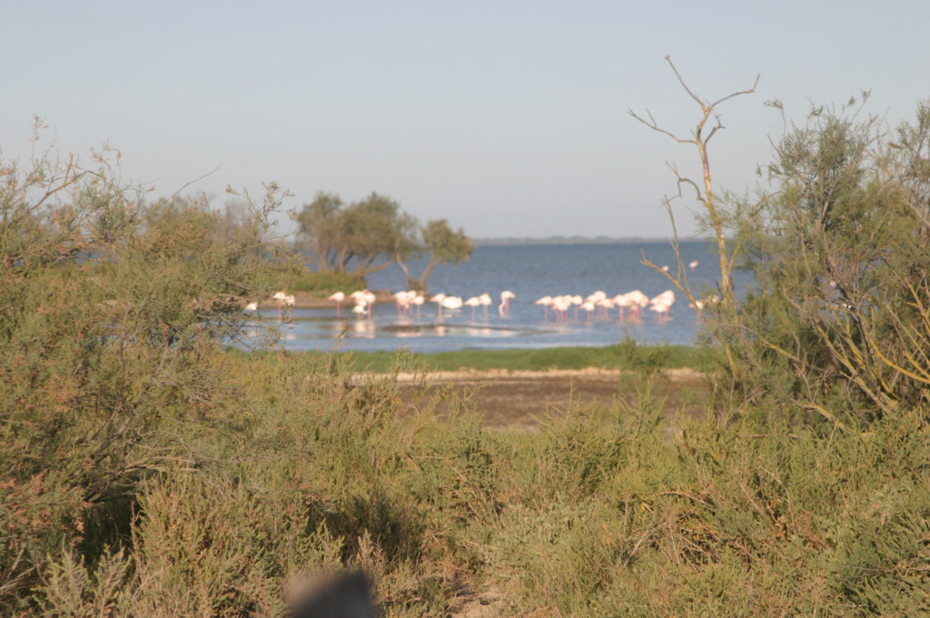 Frankreich Provence Camargue Flamingos Flusskreuzfahrt A-Rosa