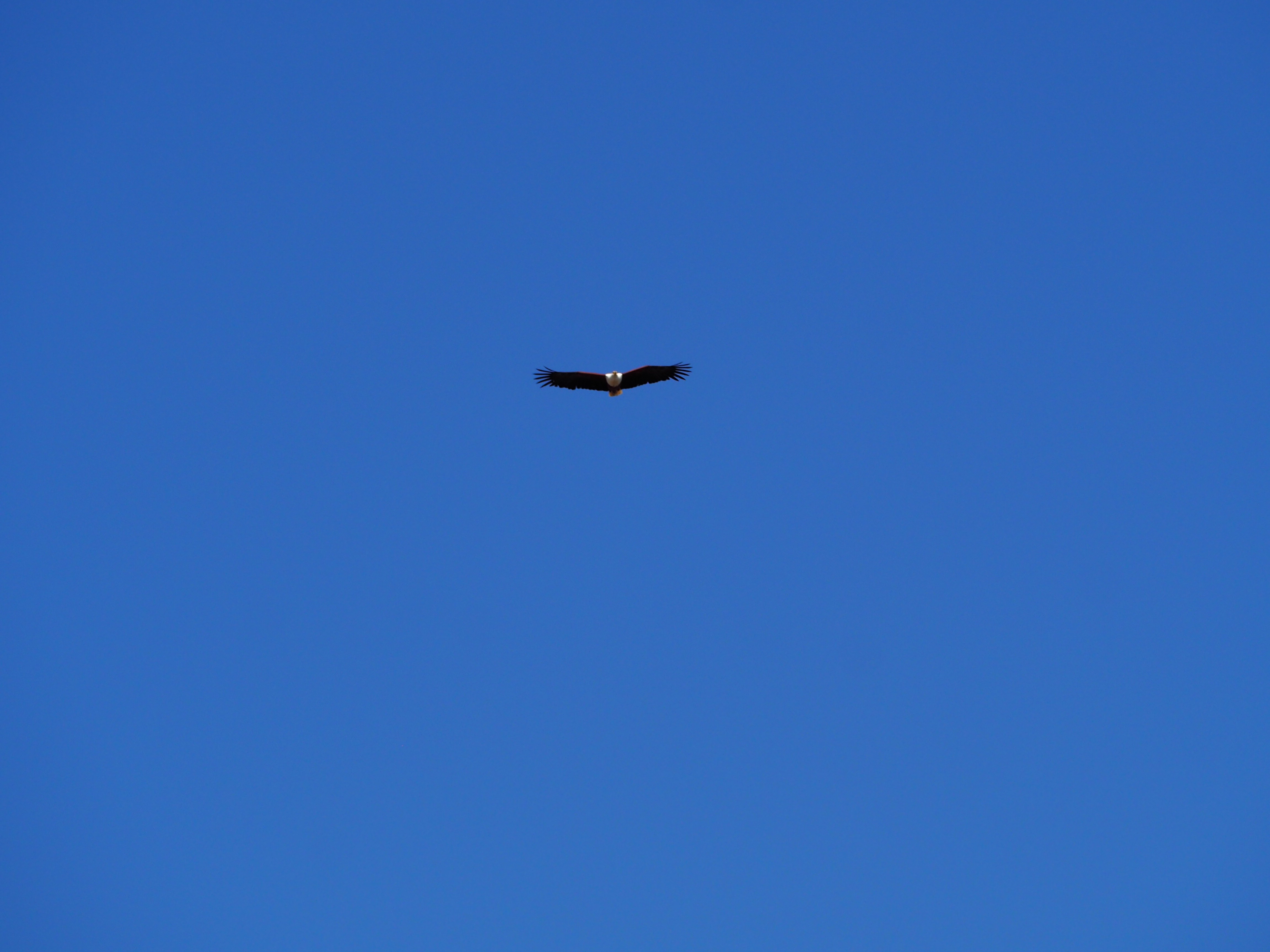 Namibia Okavango afrikanischer Seeadler