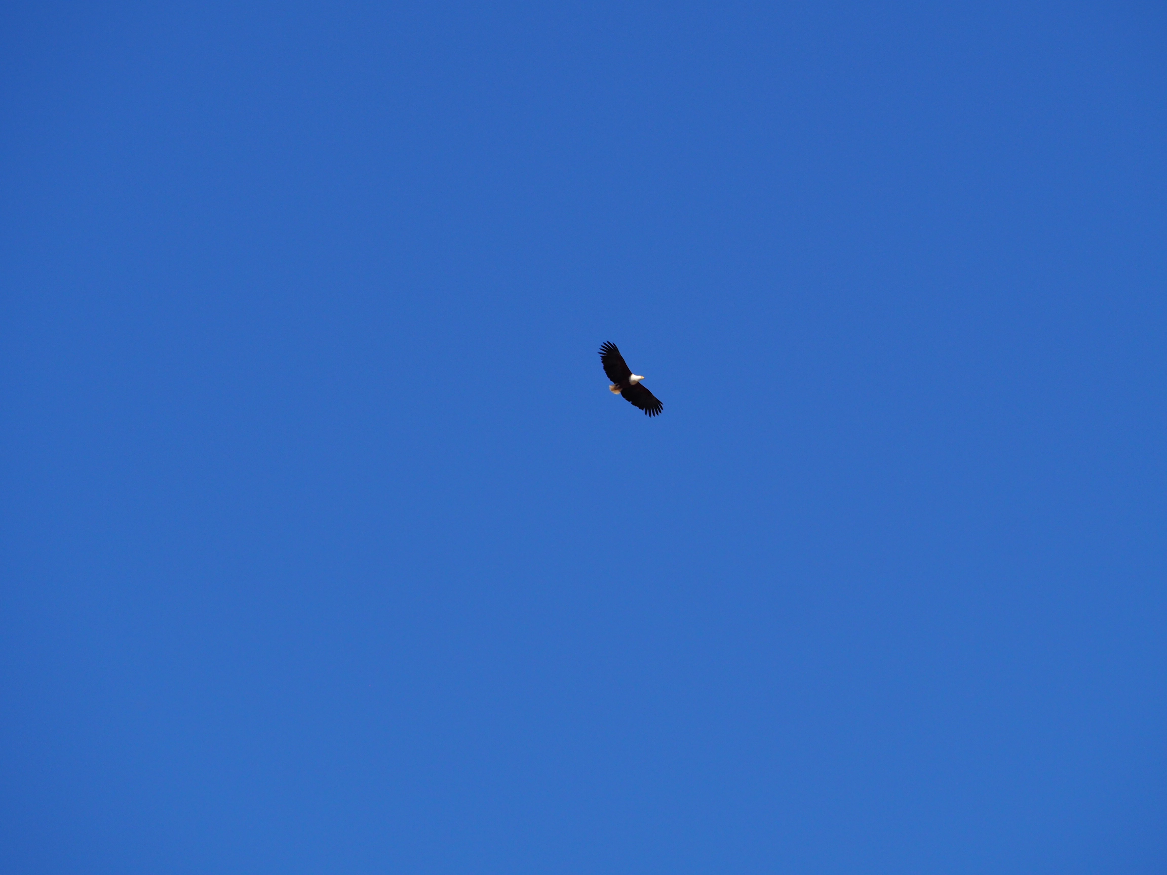 Namibia Okavango afrikanischer Seeadler