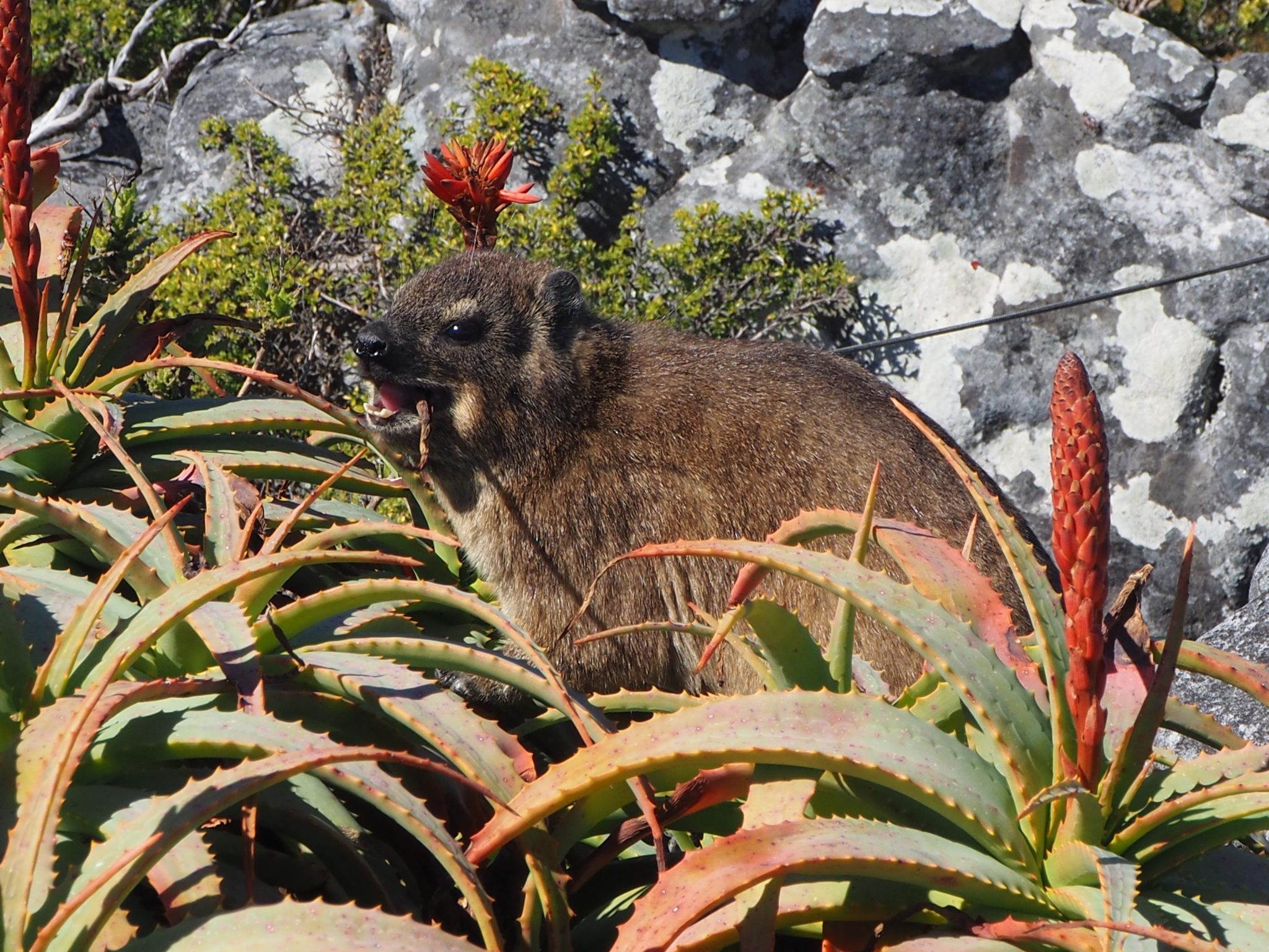 Kapstadt cape town südafrika south africa tafelberg reisen mit kindern familienurlaub Tafelberg