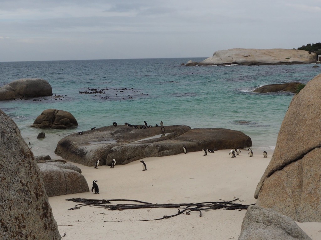 Kapstadt cape town südafrika south africa tafelberg reisen mit kindern familienurlaub boulder´s beach pinguine