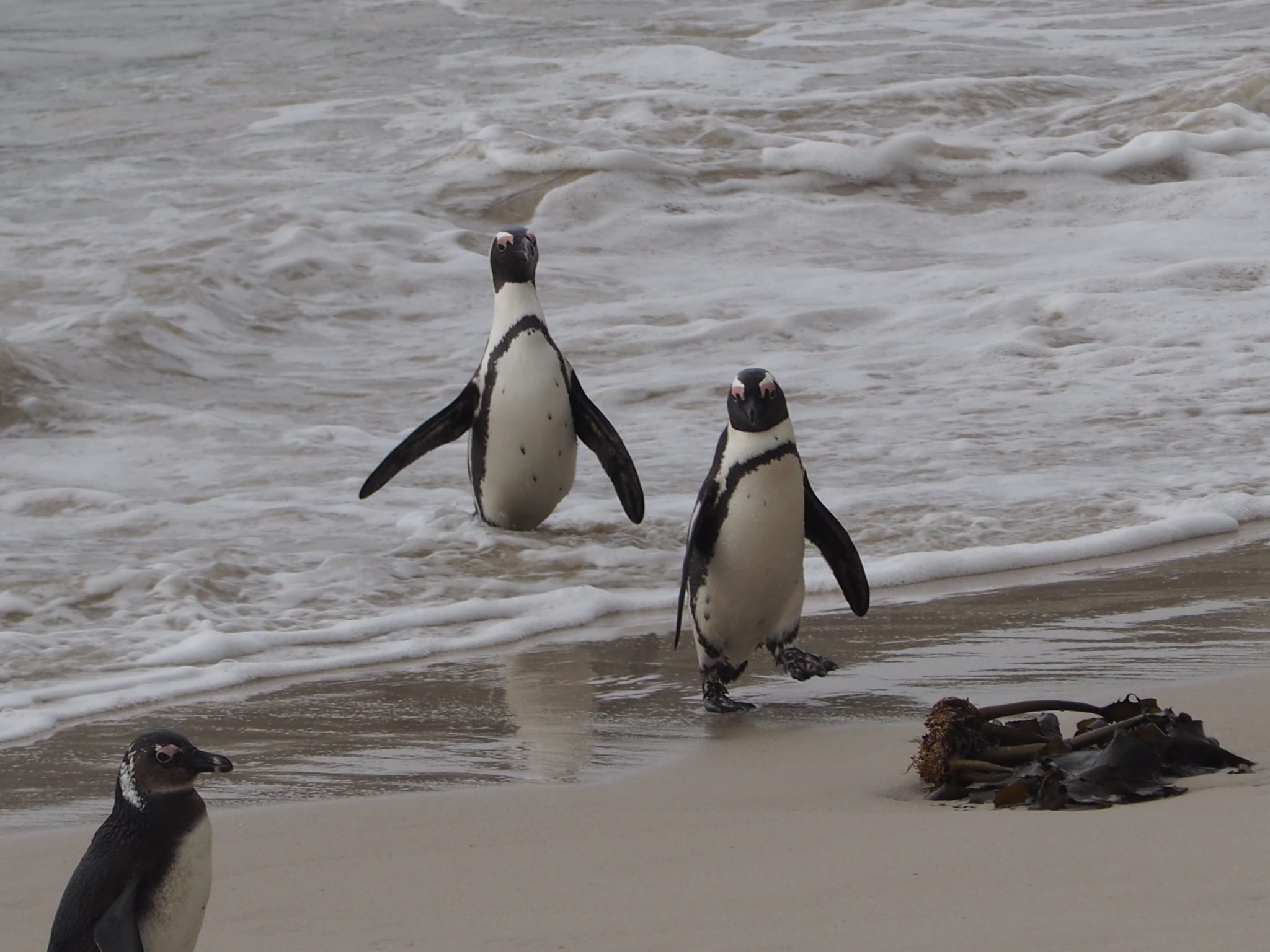 Kapstadt cape town südafrika south africa tafelberg reisen mit kindern familienurlaub boulder´s beach pinguine