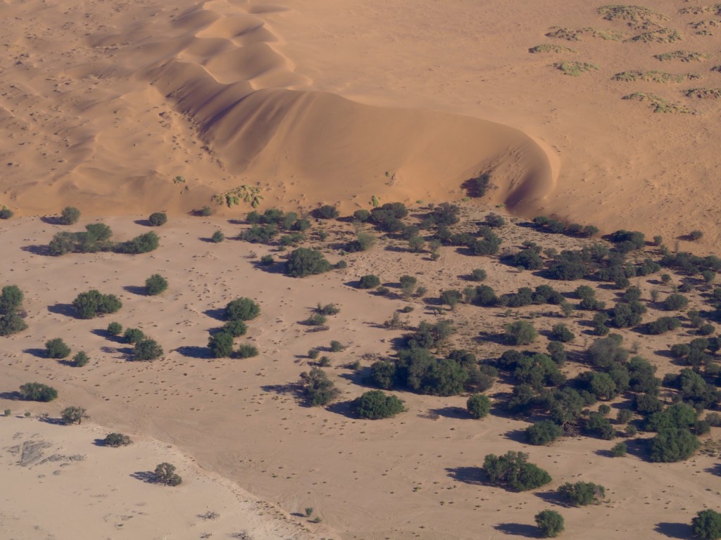 Flug Soussousfly Namibia Wüste Scenic flight bush birds Swakopmund