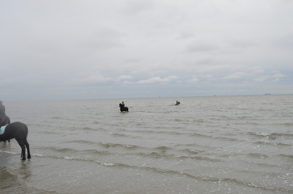 Nordsee Niedersachsen Familotel Friesland-Stern Haflinger Friesen Wangerland Horum Familienurlaub Reiten Appartments Wattritt 