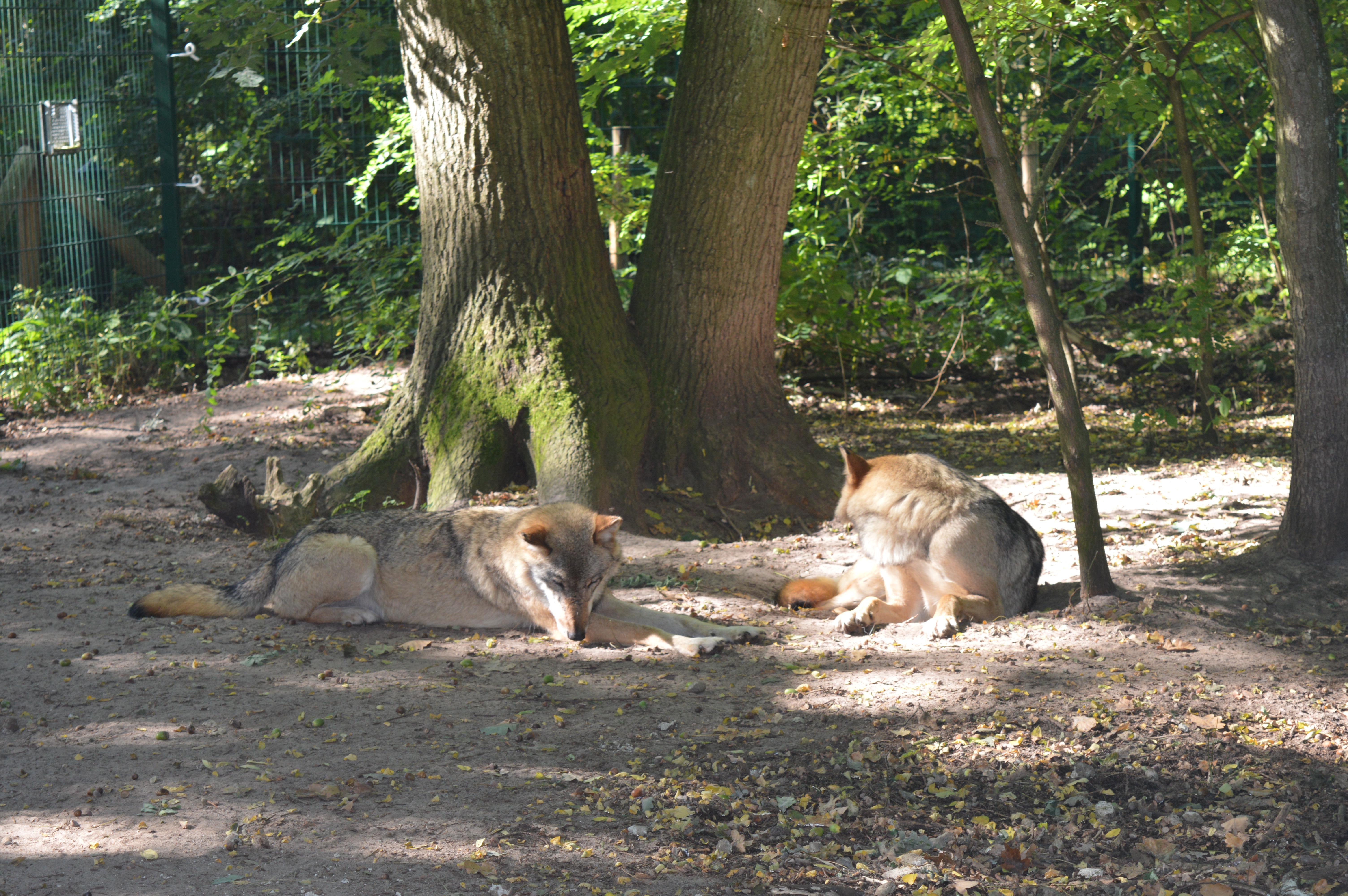 Wolf, Dörverden, Wolfcenter, Niedersachsen