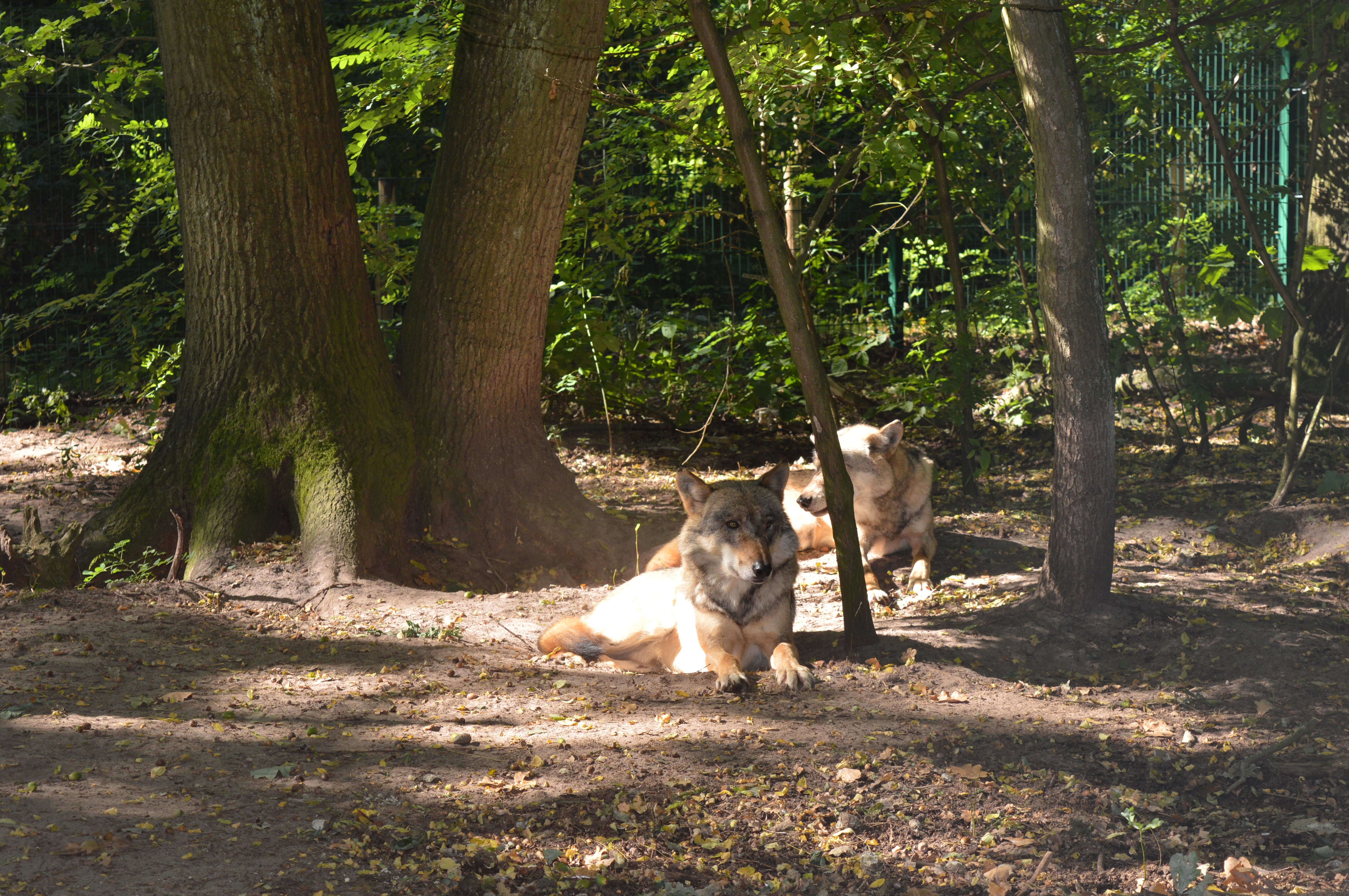 Wolf, Dörverden, Wolfcenter, Niedersachsen