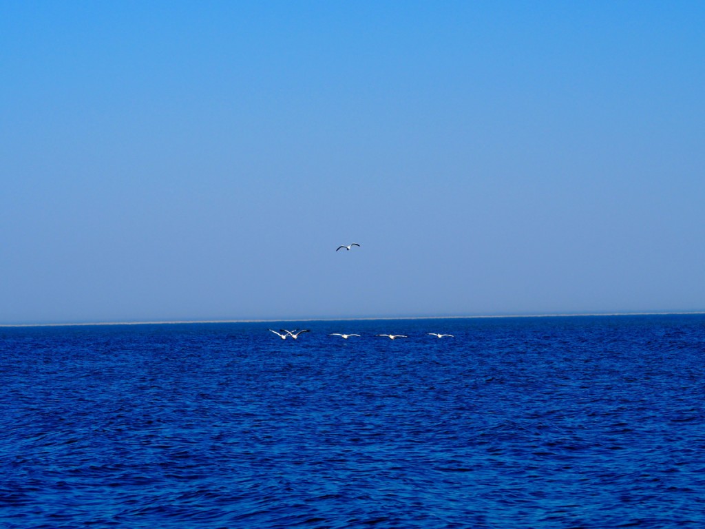 Pelikan, Robbe und Delfin Tour Walvisvay Namibia