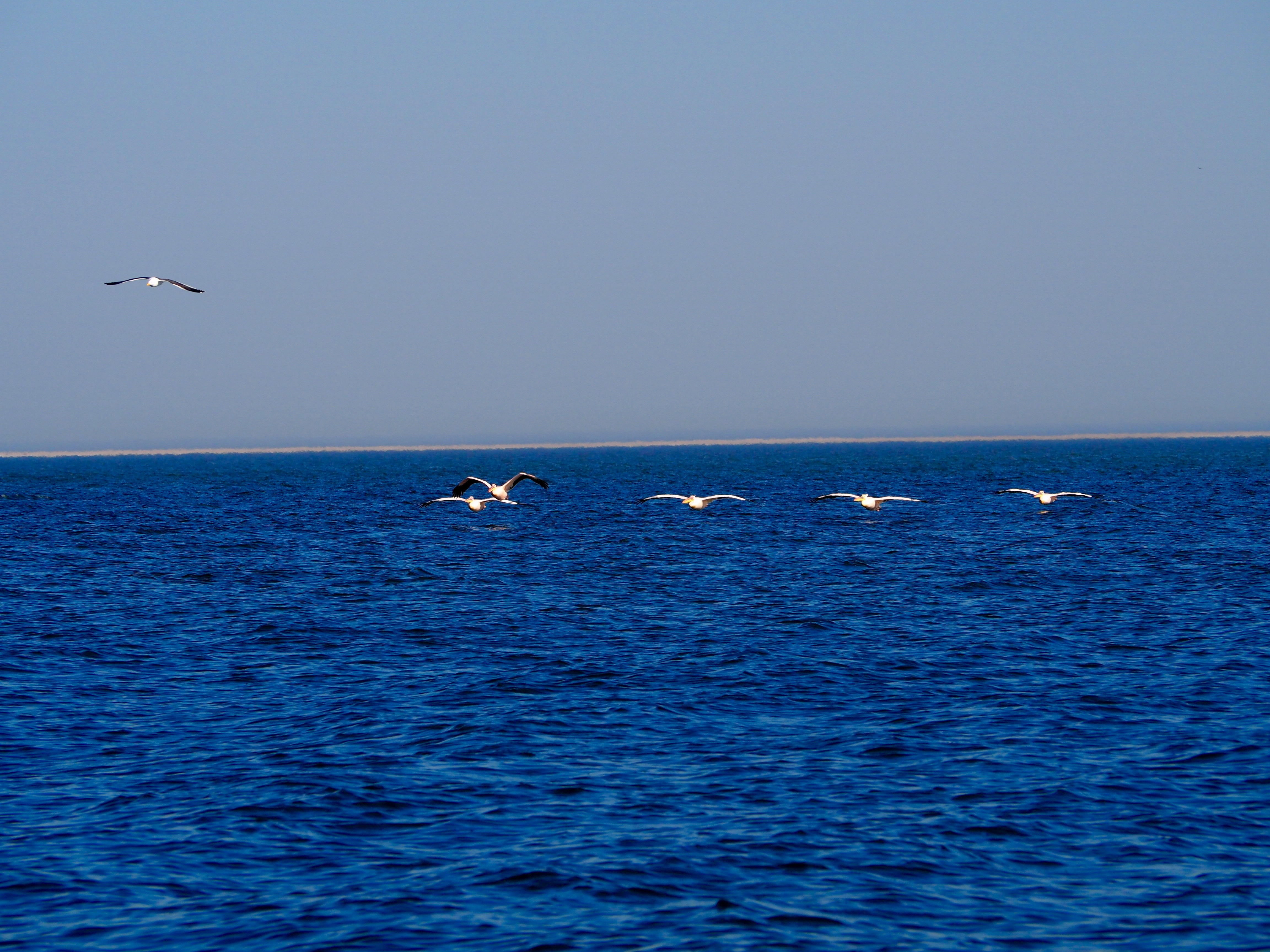 Pelikan, Robbe und Delfin Tour Walvisvay Namibia