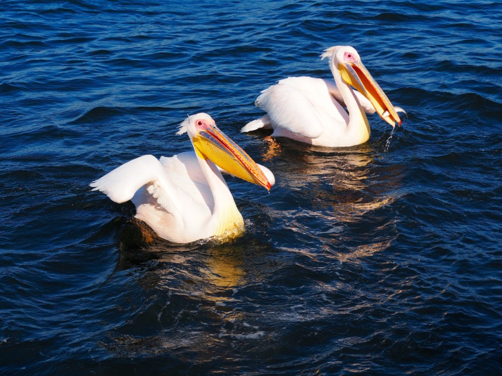 Pelikan, Robbe und Delfin Tour Walvisvay Namibia