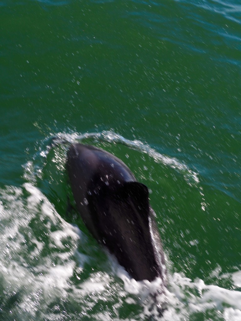 Pelikan, Robbe und Delfin Tour Walvisvay Namibia
