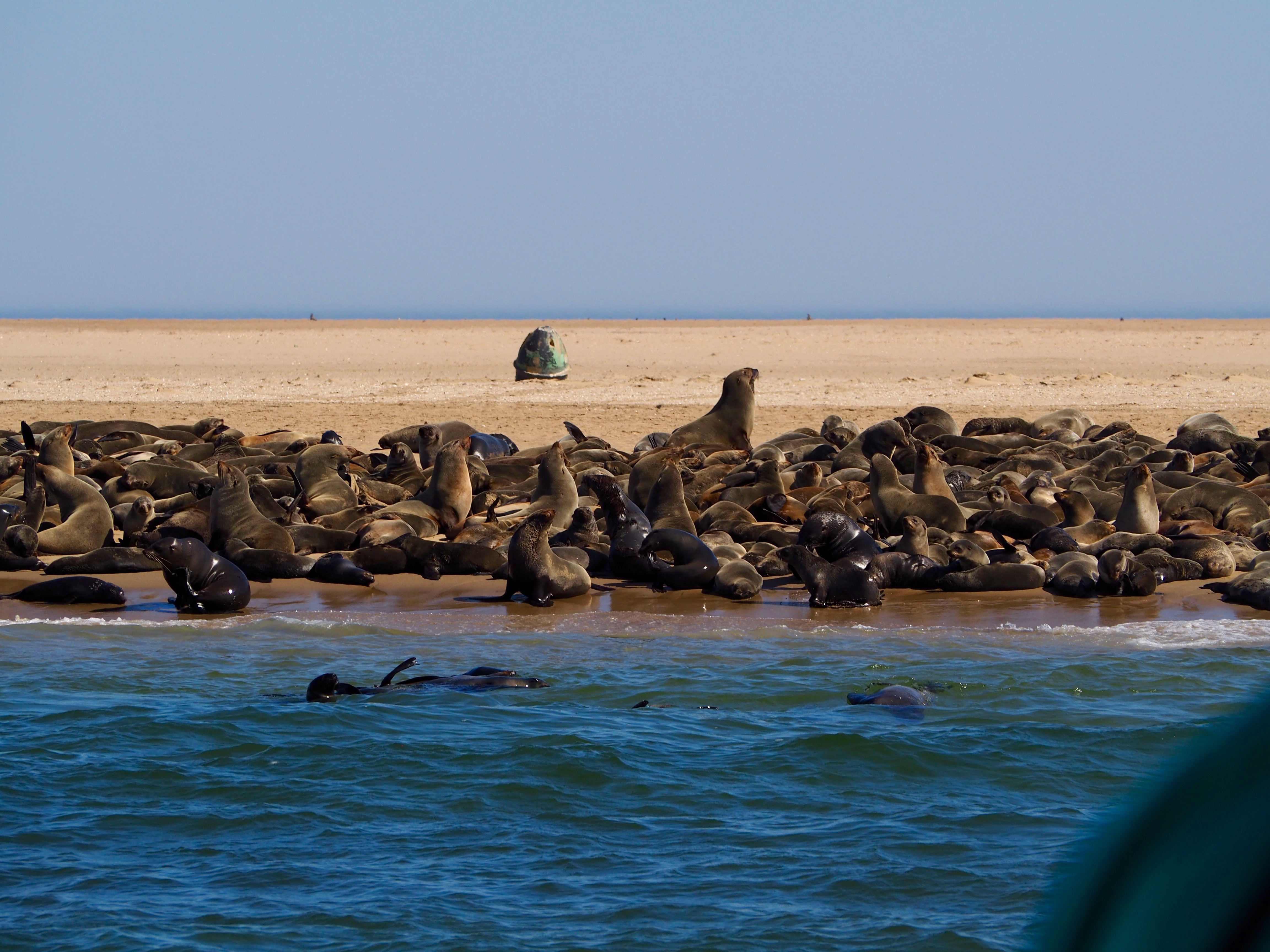 Pelikan, Robbe und Delfin Tour Walvisvay Namibia