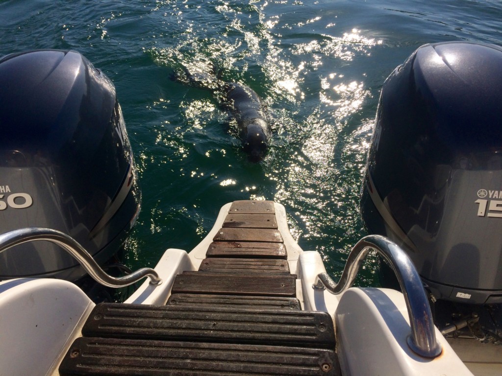 Pelikan, Robbe und Delfin Tour Walvisvay Namibia
