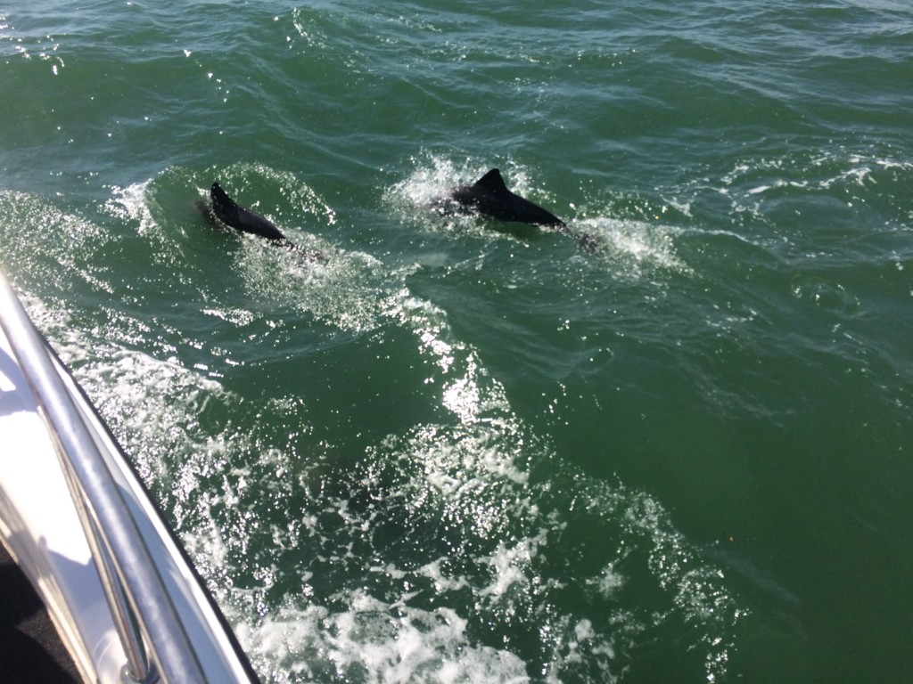 Pelikan, Robbe und Delfin Tour Walvisvay Namibia