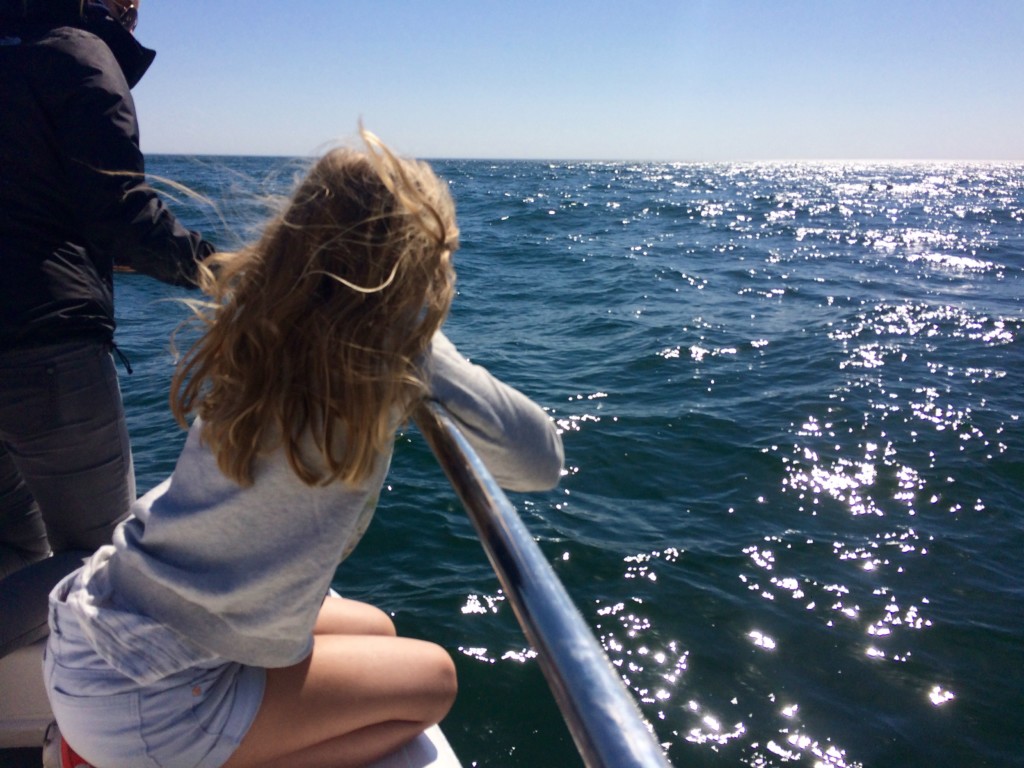 Pelikan, Robbe und Delfin Tour Walvisvay Namibia