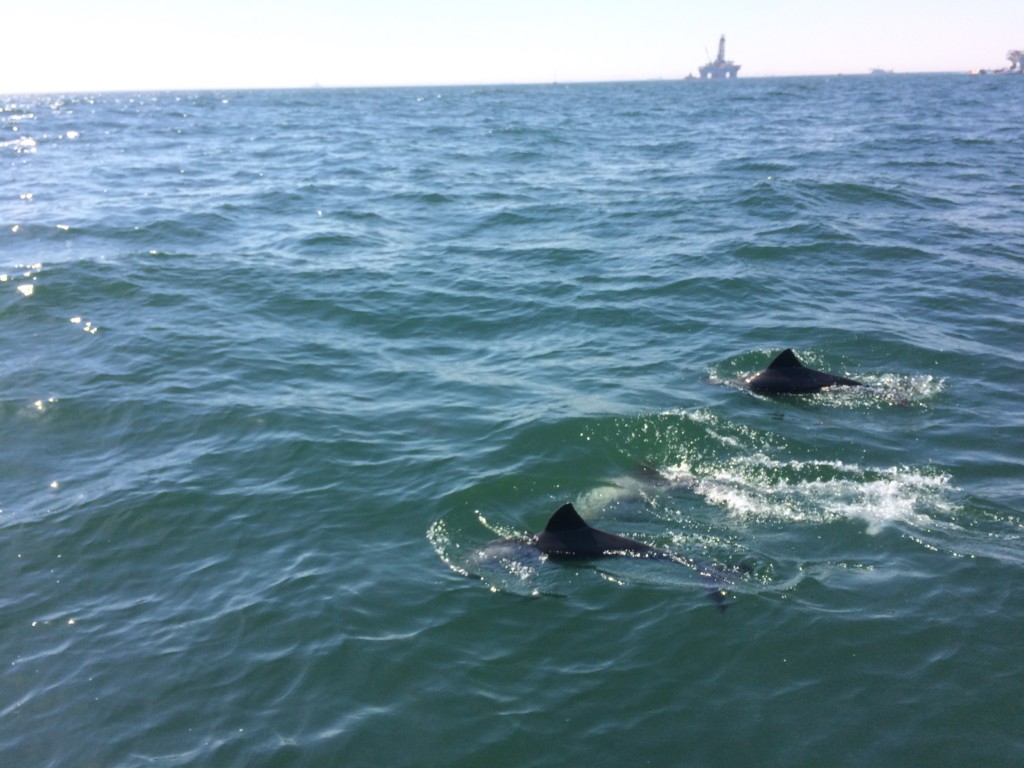 Pelikan, Robbe und Delfin Tour Walvisvay Namibia