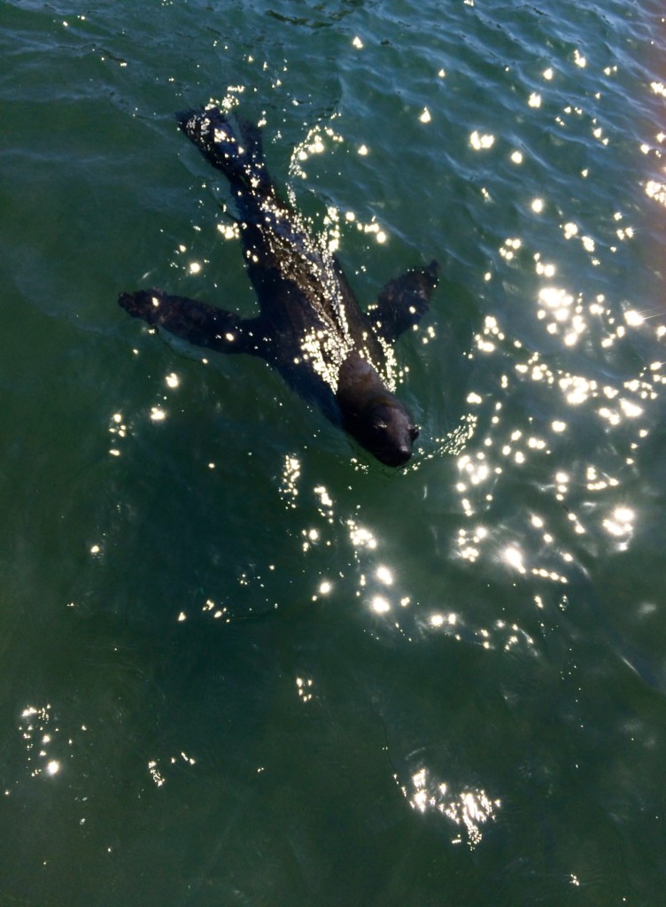 Pelikan, Robbe und Delfin Tour Walvisvay Namibia