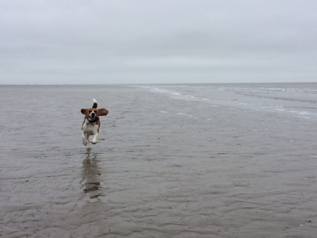 St. Peter-Ording Nordsee Wattenmeer Strand Wasser Hund Beagle Wochenende