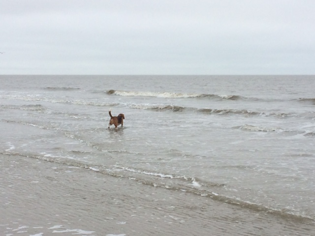 St. Peter-Ording Nordsee Wattenmeer Strand Wasser Hund Beagle Wochenende