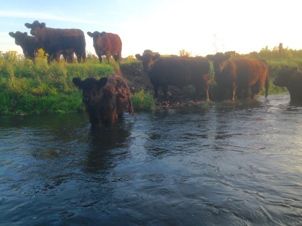 Kanu Stör Schleswig-Holstein Galloways Wasser