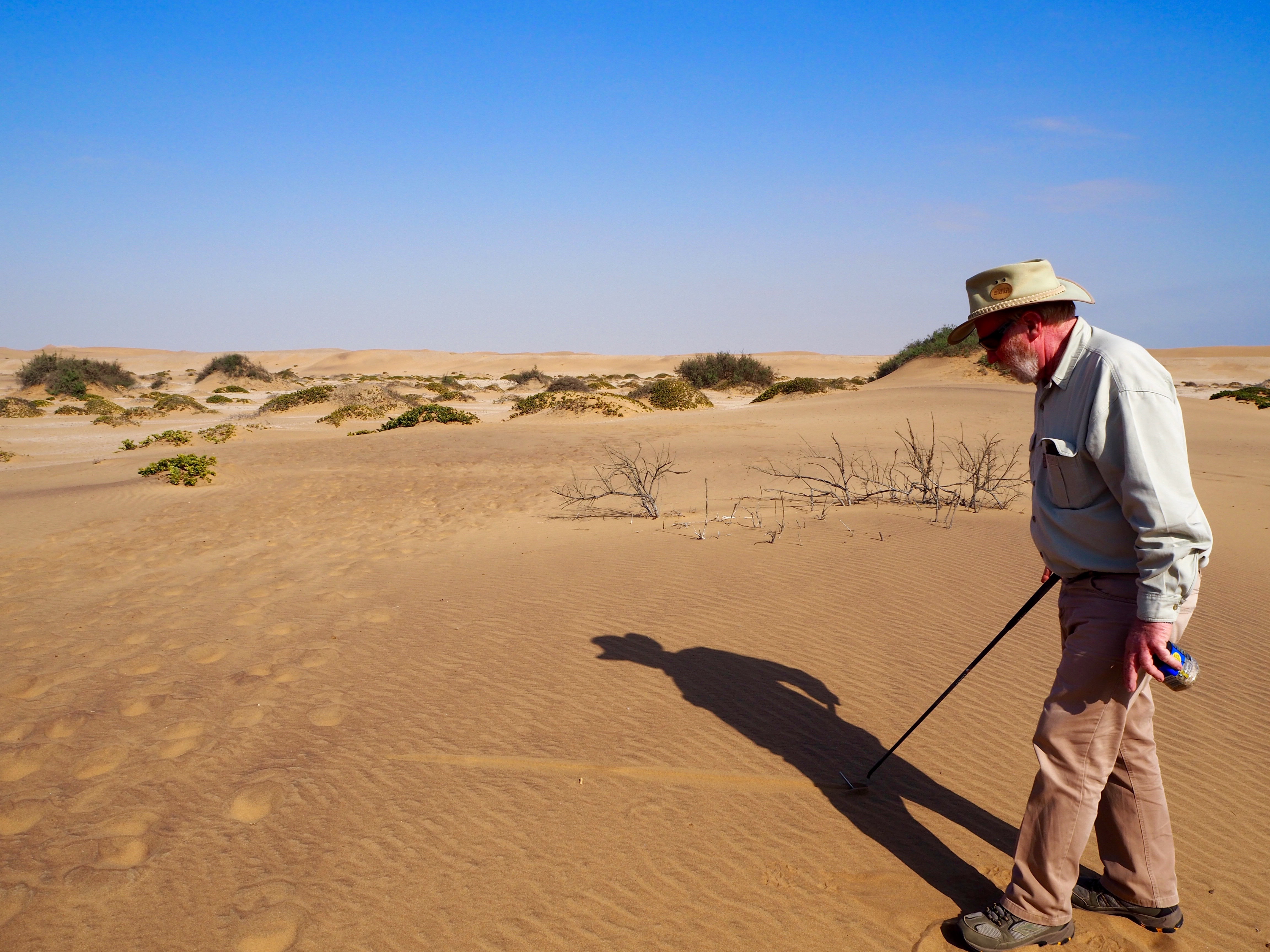 Living desert Swakopmund Namibia Dünen Namib Wüste Spinne Gecko Eidechse