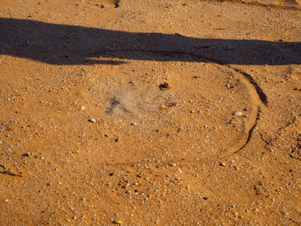 Living desert Swakopmund Namibia Dünen Namib Wüste Spinne Gecko Eidechse