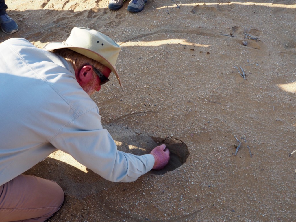 Living desert Swakopmund Namibia Dünen Namib Wüste Spinne Gecko Eidechse