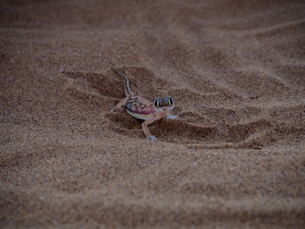 Living desert Swakopmund Namibia Dünen Namib Wüste Spinne Gecko Eidechse