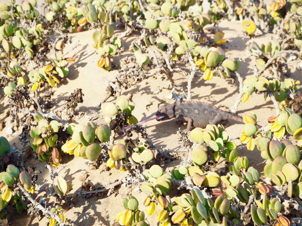 Living desert Swakopmund Namibia Dünen Namib Wüste Spinne Gecko Eidechse Chamäleon