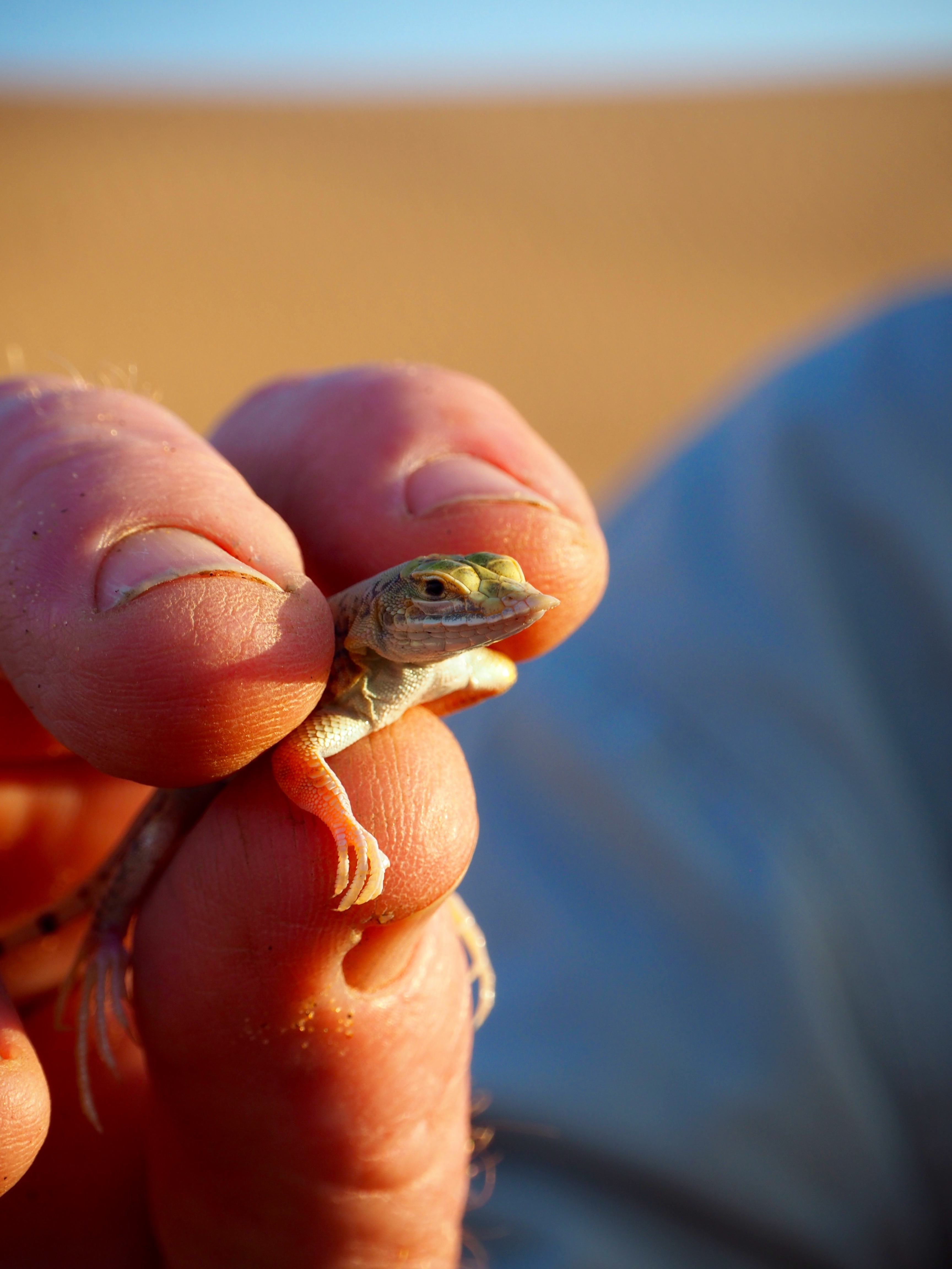 Living desert Swakopmund Namibia Dünen Namib Wüste Spinne Gecko Eidechse Chamäleon