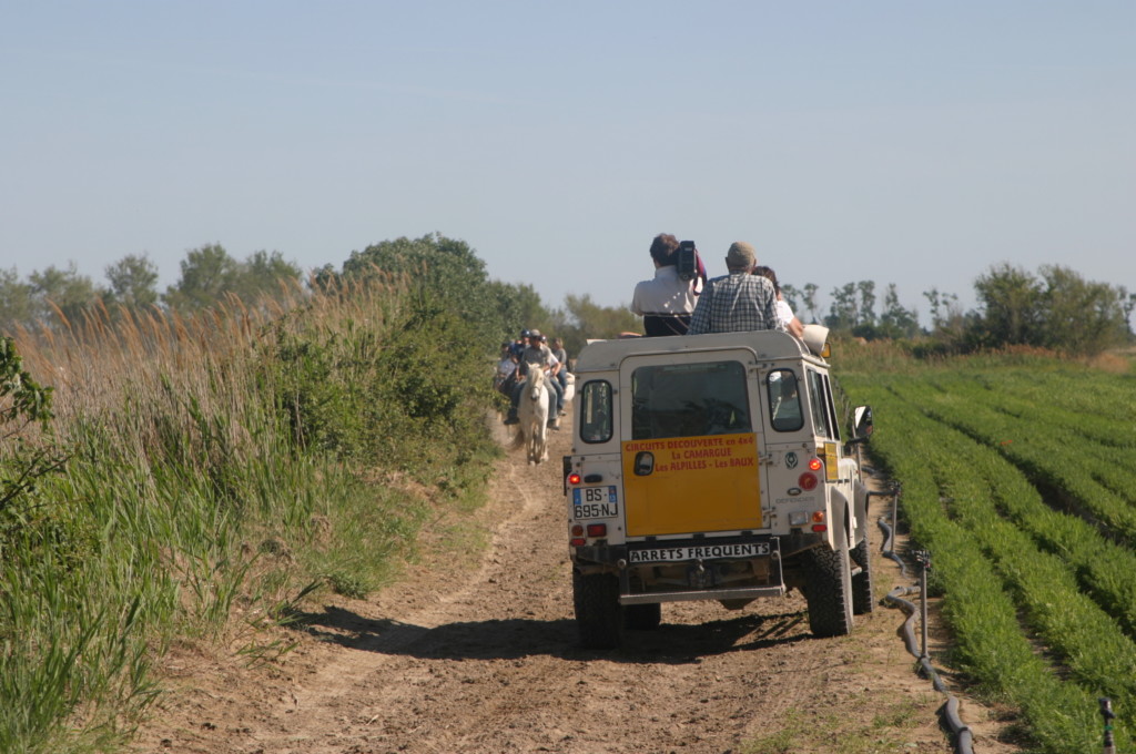 Provence Frankreich A-Rosa Camargue Jeep-Safari