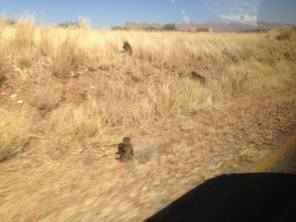 Namibia Windhoek Uzuri Guesthouse Baboons Warzenschweine