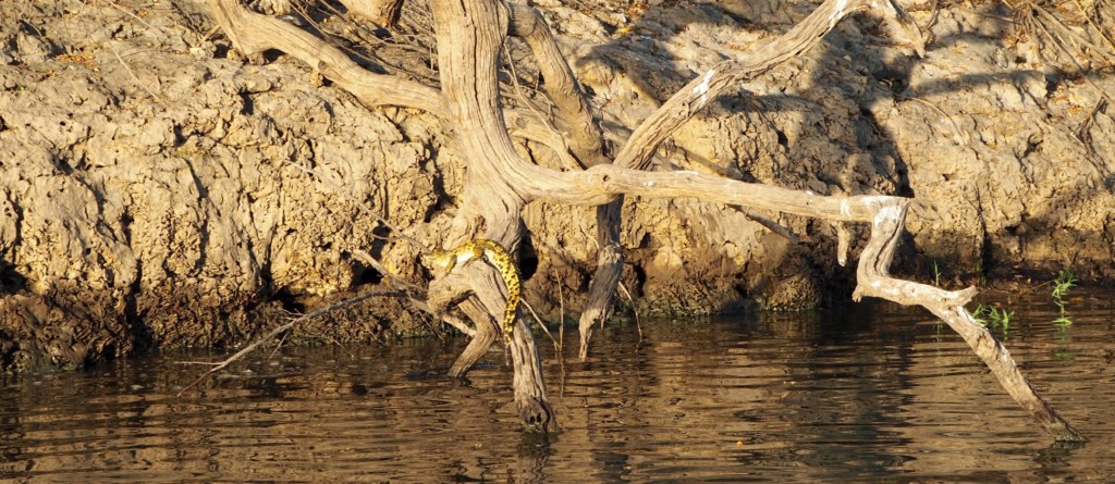 Namibia Okavango Hakusembe Lodge Fluss Strand Krokodil