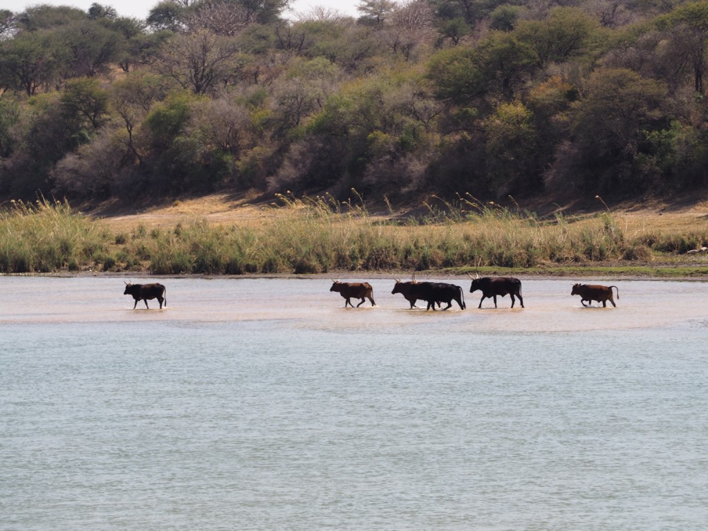 Namibia Okavango Hakusembe Lodge Fluss Strand Kühe