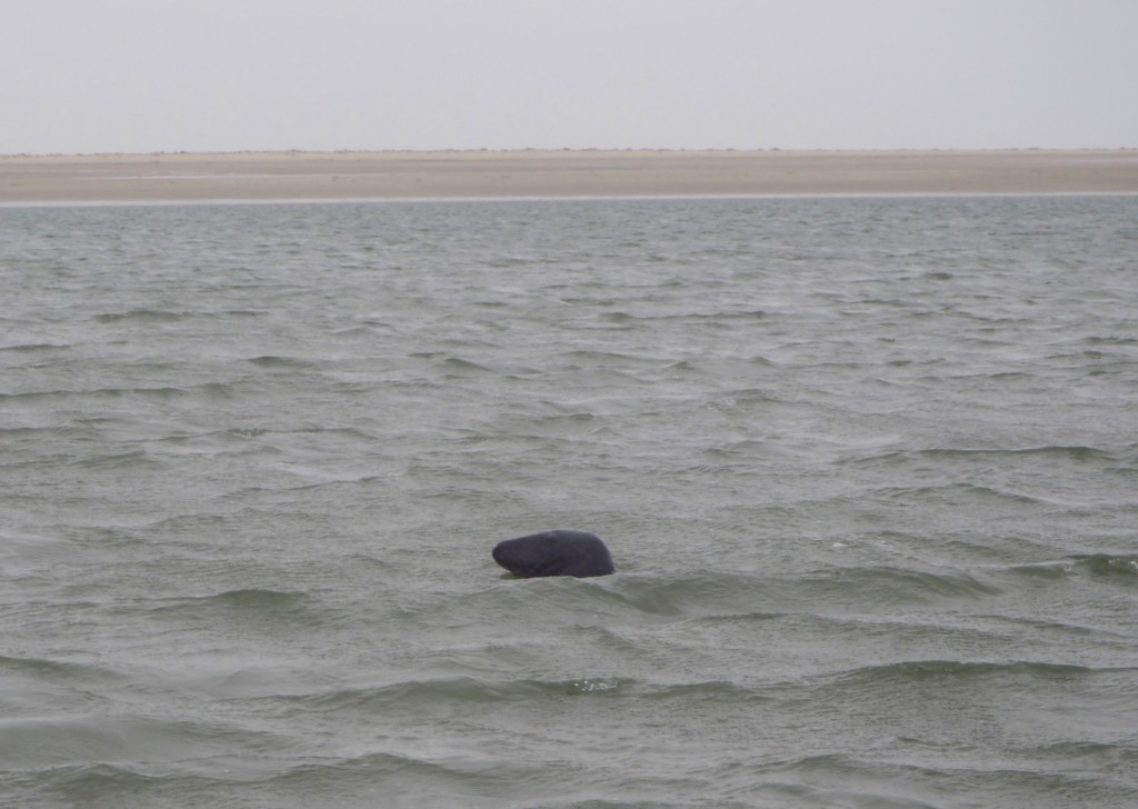 Robbe Fanø Dänemark Nordsee Jesper Voss Wattwandern Strand Kegelrobbe