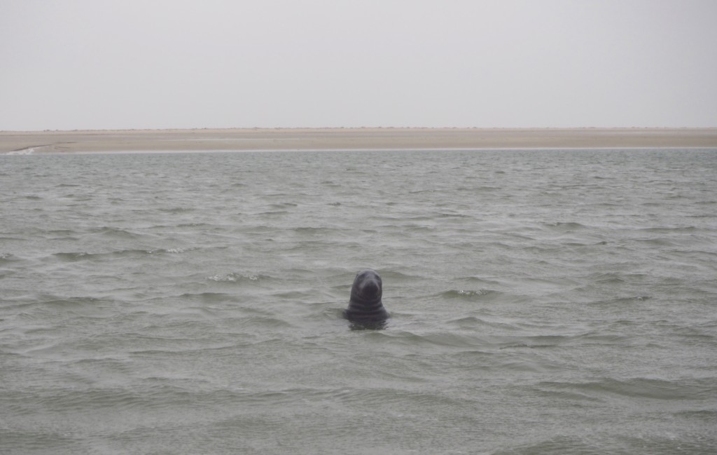 Robbe Fanø Dänemark Nordsee Jesper Voss Wattwandern Strand Kegelrobbe