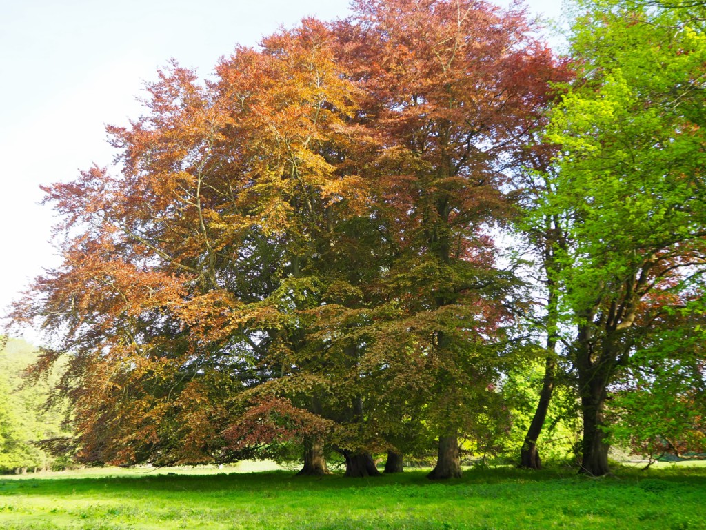 Tranekear Schloss Langeland Dänemark Kunst Natur Wald Tickon