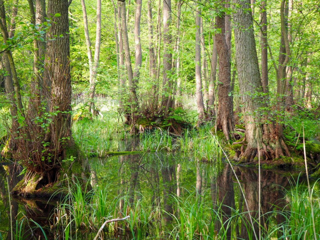 Tranekear Schloss Langeland Dänemark Kunst Natur Wald Tickon