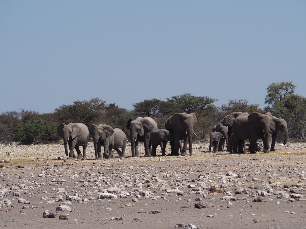 Elefanten Etosha Namibia