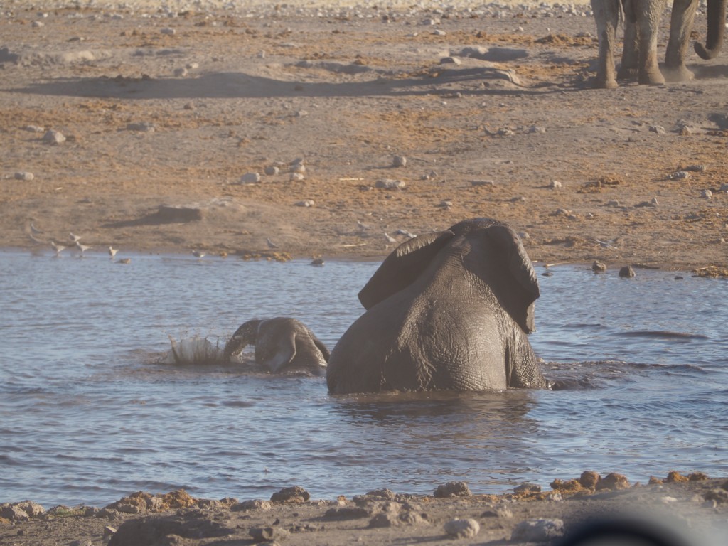 Elefanten Etosha Namibia