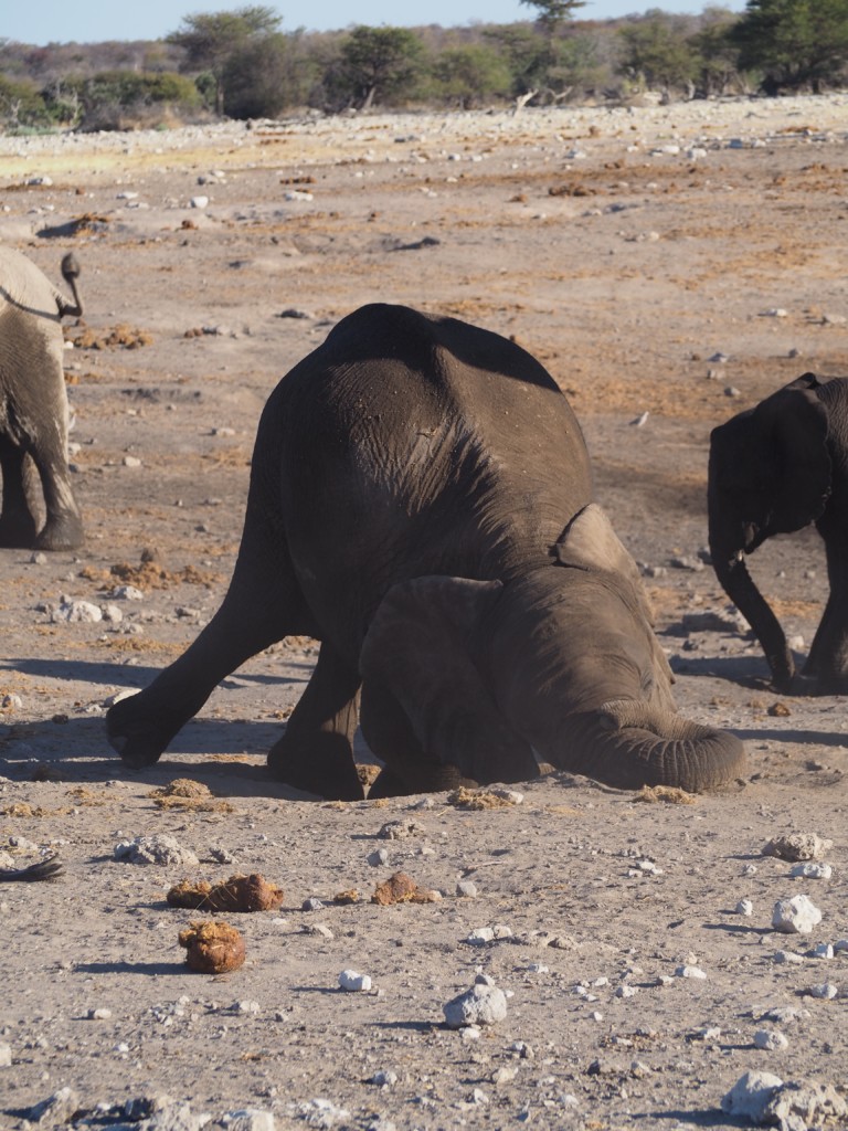 Elefanten Etosha Namibia